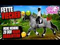 WAS IST DAS DENN??💀😱 Neue Brabanter bewerten! | Star Stable