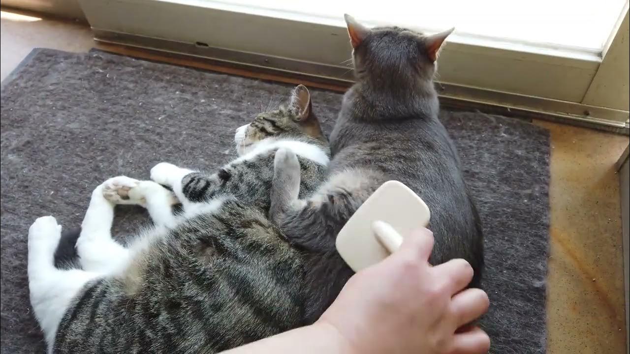 A cat being brushed and a cat not moving. YouTube