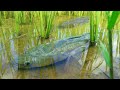 Fantastic Unique Fishing! Searching Finding Big Snakehead Fishes in Rice Fields