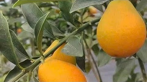 QUẤT NGỌT ĐÀI LOAN THẾ HỆ CẢI TIẾN TỨ QUÝ QUẢ SIÊU TO,SIÊU NGỌT