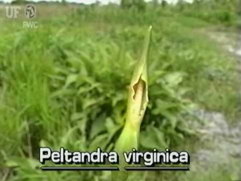Video: Siltumu Mīlošā Virdžīnijas Peltandra