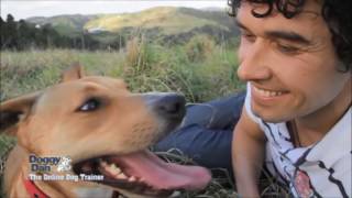 Best Dog Training Classes Las Vegas