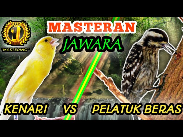 KENARI VS PELATUK BERAS - Masteran Roll Speed Tembakan Rapattt class=