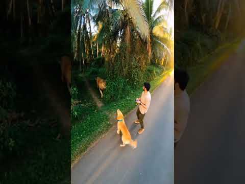 Golden Retriever Protect His Owner From A Lion