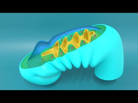 3D Embryology of Pharyngeal arches, Pharyngeal Pouches, Pharyngeal clefts and Pharyngeal Apparatus