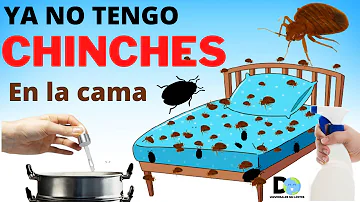 ¿Cuánto tiempo pueden vivir las chinches en una funda de colchón?