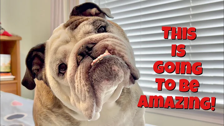 Reuben the Bulldog: Best Holiday Ever