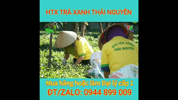 Trà Tân Cương Thái Nguyên | trà thái nguyên |#shorts