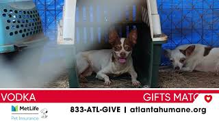 Day of Giving : We rescued 45 Dogs from neglectful conditions by Atlanta Humane Society 22 views 2 months ago 1 minute, 1 second