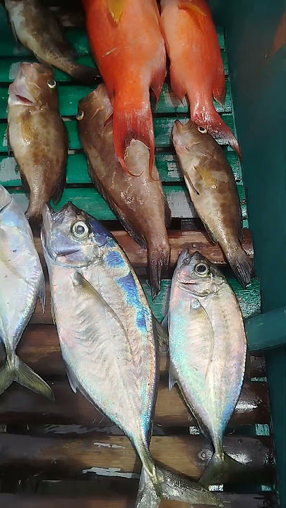 hindi na masama at least may huli♥️ #ytshorts #fishing #fishinglife #patangtang #handlinefishing