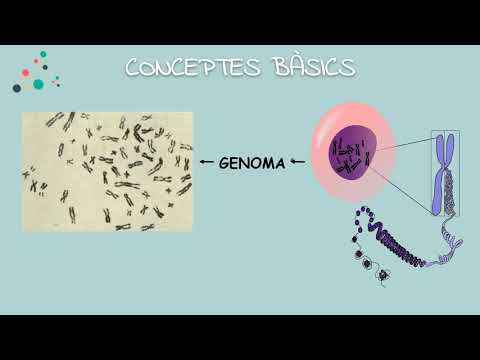 Vídeo: Què Són Les Mutacions Gèniques