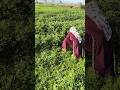 dhup 🌄me pee ☕chai #viral #minivlog #villagerlifestyle #viralvideos #ganvkilifestyle #shortvideos