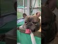 Folie bouledogue franaise sauve de leuthanasie