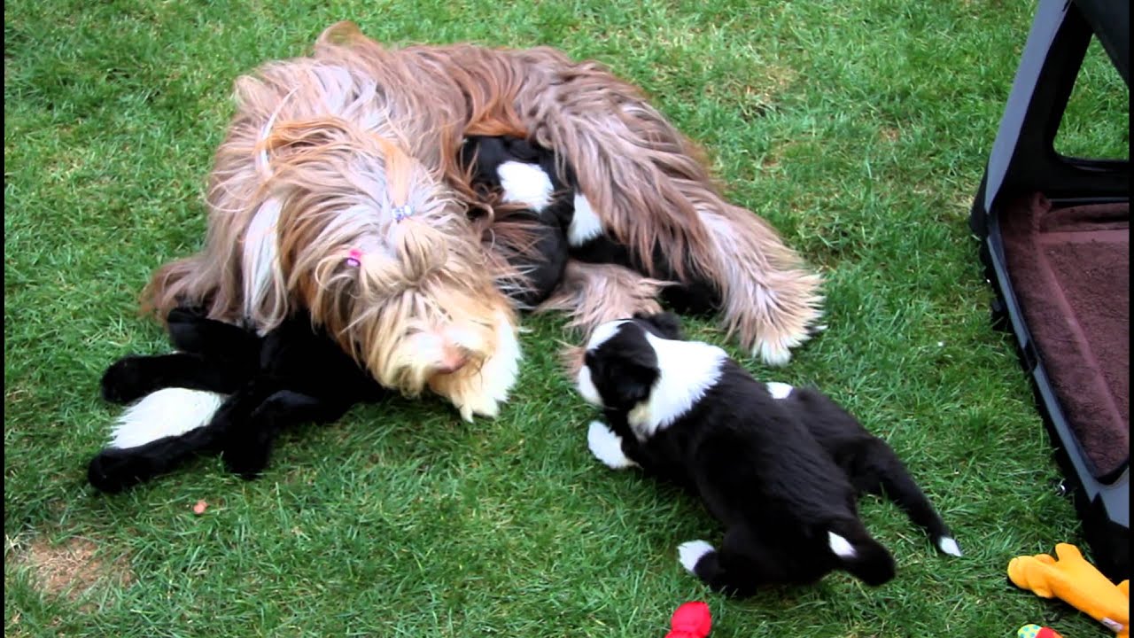 Corinna et ses chiots bearded collie , reims , YouTube