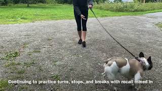 Prong collar intro with biting/reactive French Bulldog  Balanced Dog Training