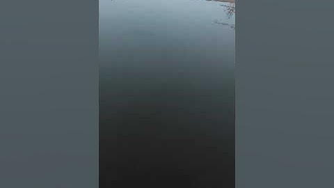 Berburu belibis sidoarjo