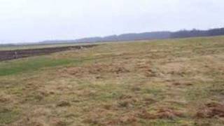 2 wolfdogs