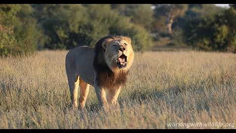 Kalahari Lion Roaring 4K - Conservation Safari Experience