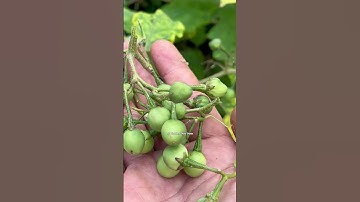 Cà Dại Hoa Trắng – Đặc Sản Tây Bắc Hay Vị Thuốc Quý? #tiensiphuongthaoduoc #thaoduoc #Suckhoe