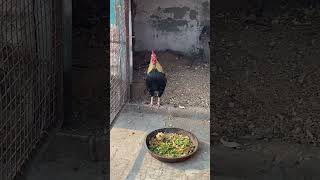 Indian Bihari desi Cock