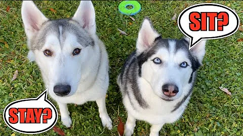 3 Easy Methods To Get Your Husky Dog To Obey You!!! - DayDayNews