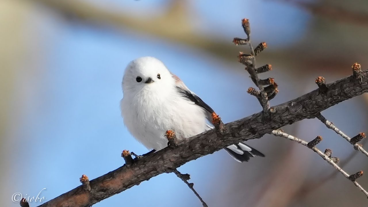 【4K】longtailedtit 雪の妖精シマエナガ