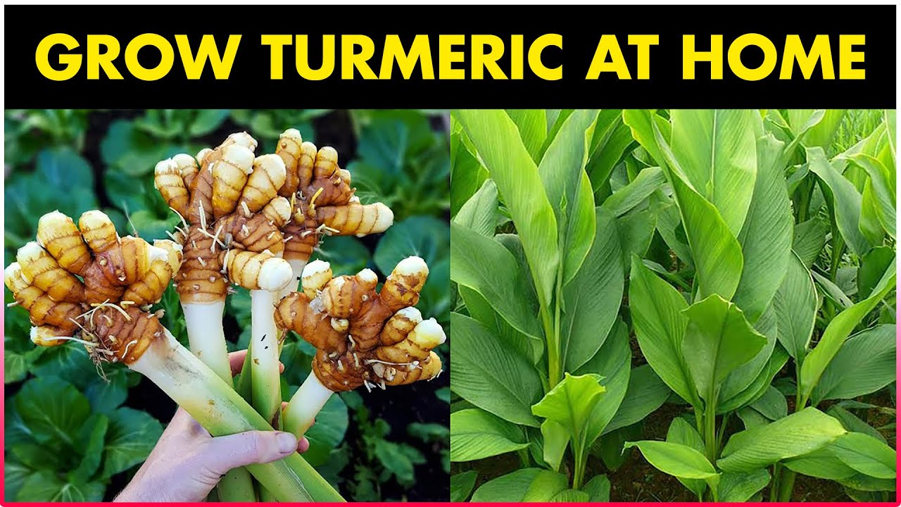 How to grow TURMERIC at Home Turmeric Farming RHIZOME Cultivation