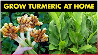 How to grow TURMERIC at Home | Turmeric Farming | RHIZOME Cultivation