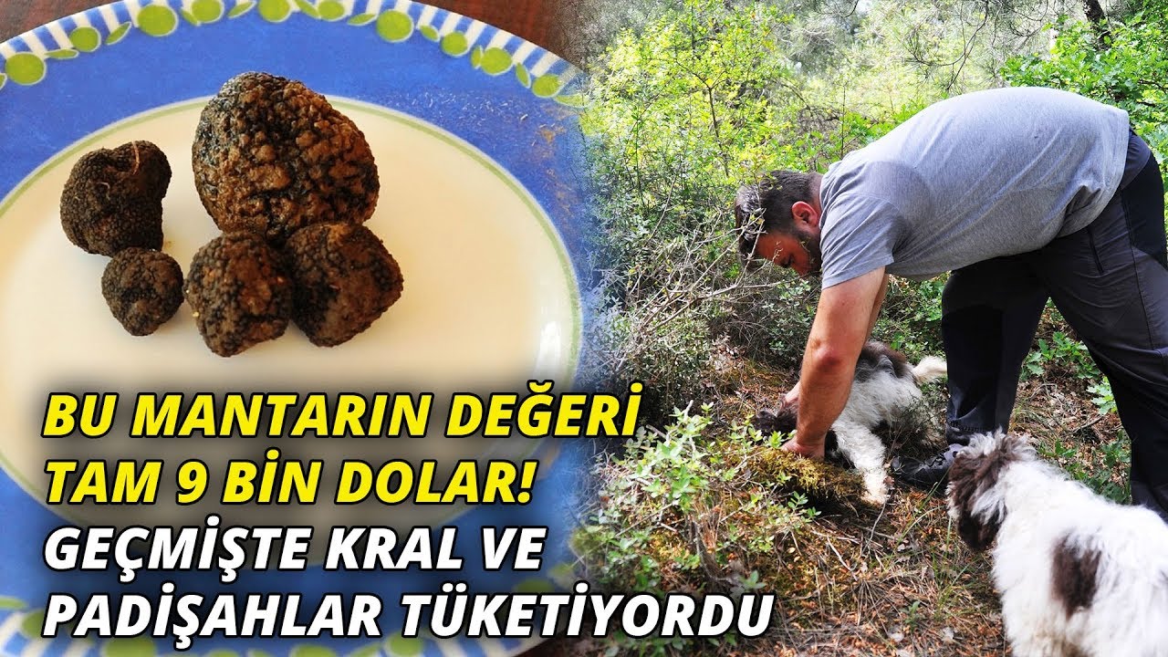 Truf Mantarini Lagotto Romagnolo Cinsi Kopeklerle Buluyor Youtube