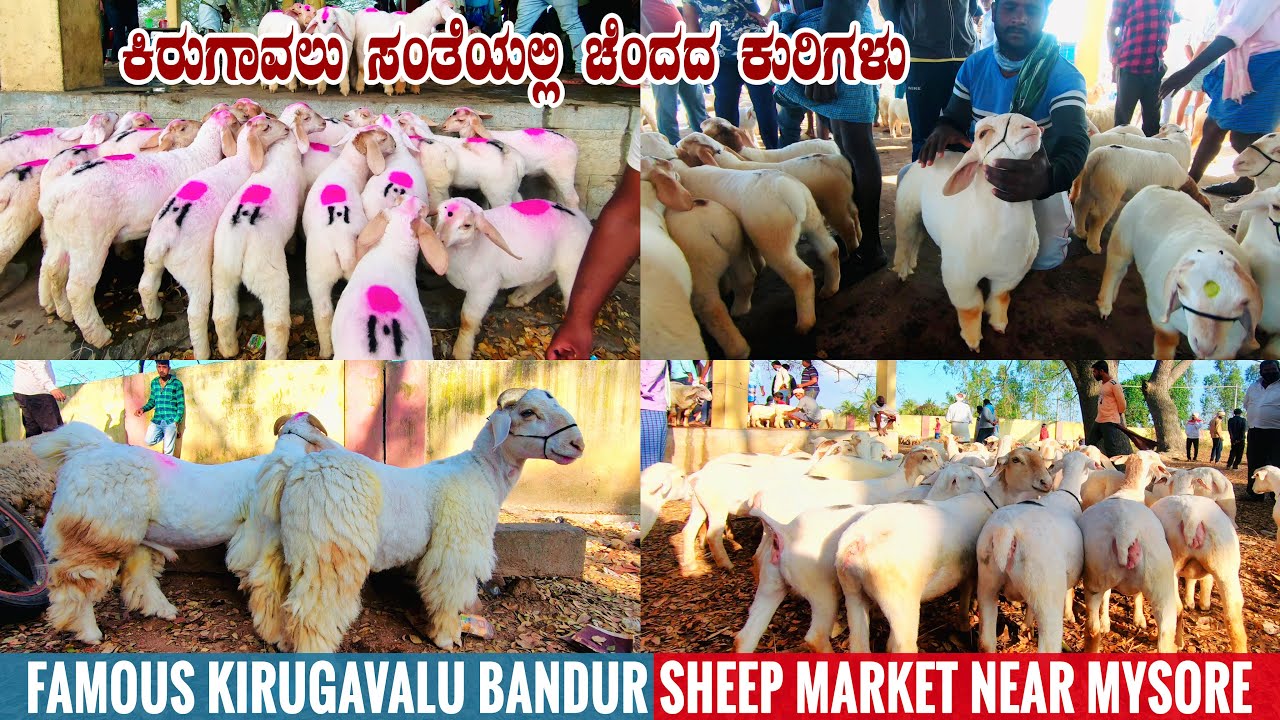 Kirugavalu sheep market