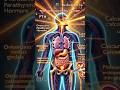 &quot;Parathyroid Hormone: The Boss of Calcium!&quot; #shorts #viralshorts #science #medical #health #facts