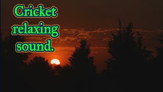 Cricket concert relaxing sound.