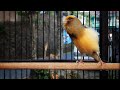 Canary singing very beautiful and powerfull