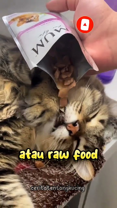 Apa yang harus Dilakukan jika Kucing Lemas dan tidak Mau Makan? #shorts#shortsfeed#kucing#kucinglucu