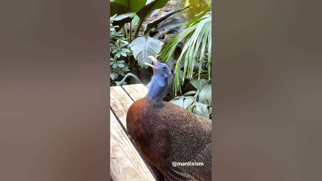 Funny bird making funny noise - YouTube