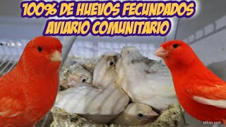 100 % HUEVOS FECUNDADOS, AVIARIO COMUNITARIO