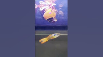 Golden Mystery Snail Floating on a Plant 🌿🐌 (weee) #aquarium #fishtank #snail