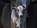 O Segredo Genético que Faz o Nelore Dominar o Brasil 🇧🇷 #shorts #nelorepintado #nelore #agro #cavalo