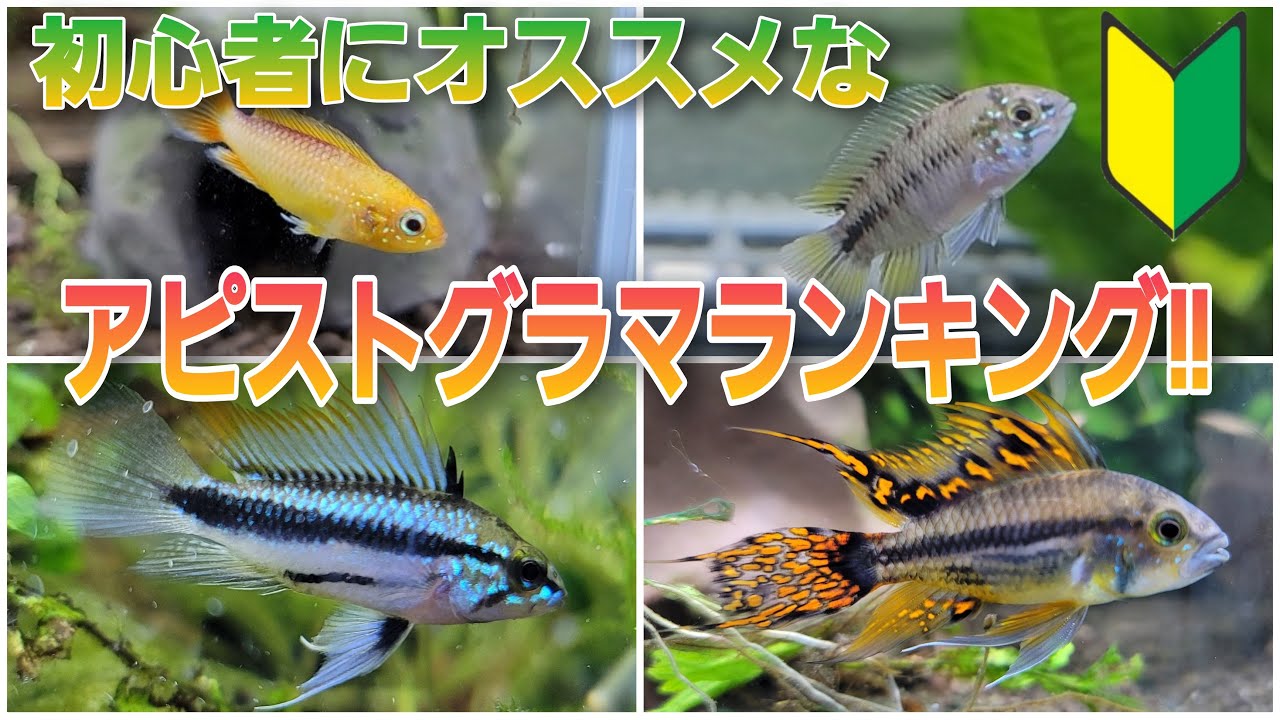 初心者にオススメのアピストグラマランキング Aquarium アクアリウム アピスト 水槽 Youtube