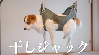 【神商品】グルーミングハンモックで愛犬の爪切りが簡単になりました/グルーミングハンモック/ジャックラッセルテリア