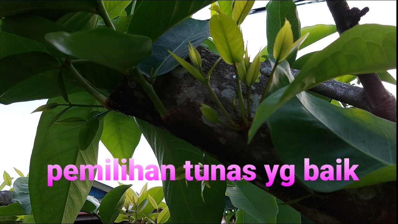 CARA PEMILIHAN TUNAS SETELAH PEMANGKASAN TOTAL .