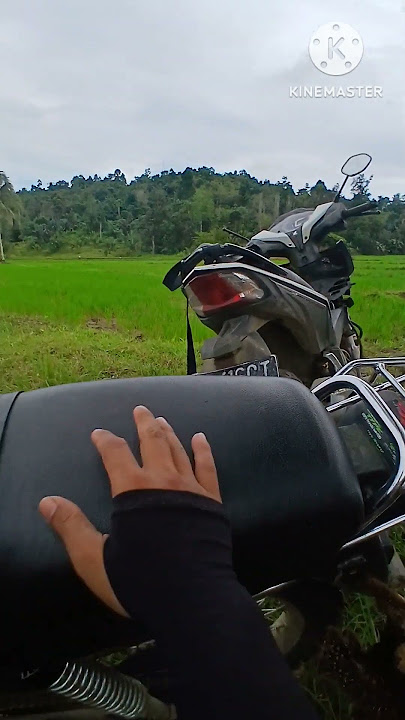 BERBURU !! BURUNG SINTAR KALUNG EMAS