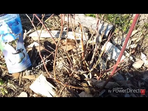 Video: Ursodeoksicholio Rūgšties Preparatai - Naudojimo Instrukcijos