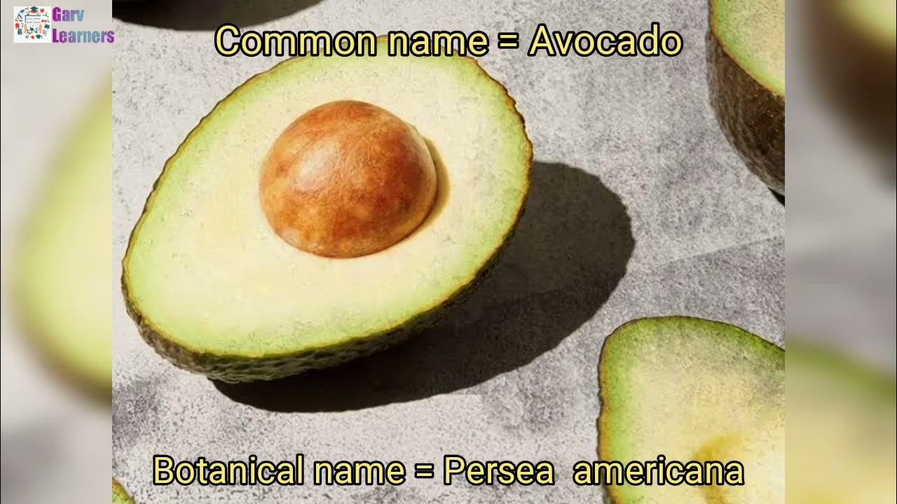 botanical-name-of-avocado-youtube