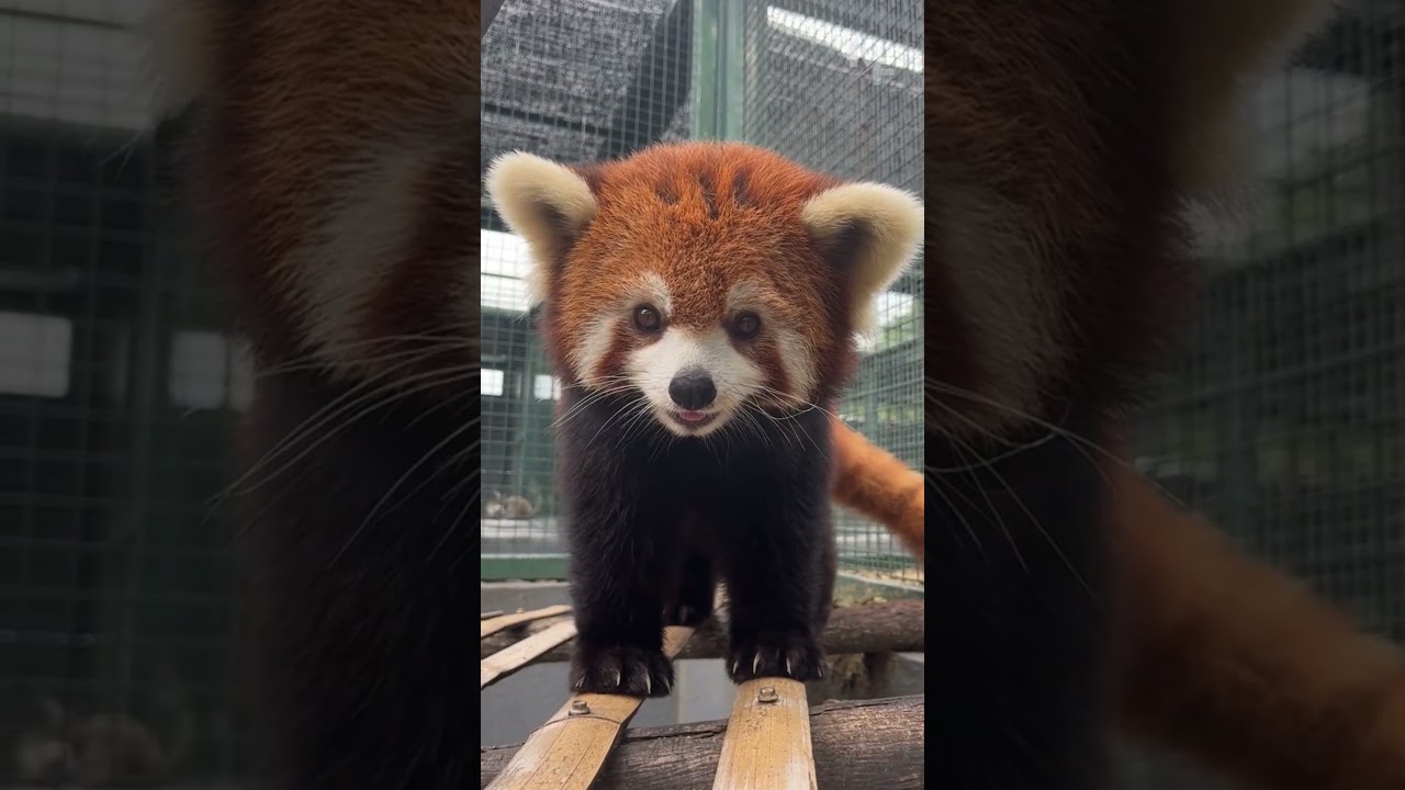 Очаровательные создания: очарование красных панд раскрыто