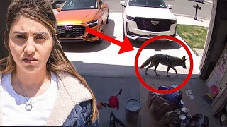 Thumbnail for We Found a Coyote in our House! *security footage*