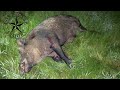 5 Hogs & 1 Coyote Including 2 260 lb Boars