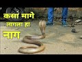 कसा मागे लागला हा नाग पहाच नक्की Indian Specialed Cobra Rescue By Saidas Kusal