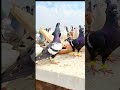 Masha Allah Beautiful Rangeen Pigeons #pigeon #fancypigeon #pigeonlover