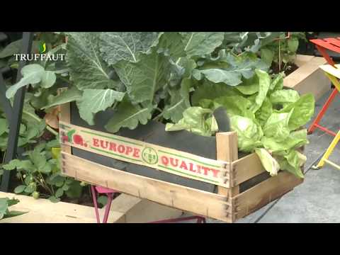 Vidéo: Mini-jardin De Vitamines D'hiver Dans L'appartement